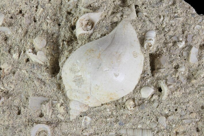 Eocene Fossil Gastropod (Globularia) - Damery, France #73801